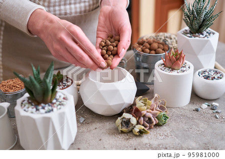 Woman putting expanded clay in a pot for Echeveria Succulent rooted cutting Plants planting Woman putting expanded clay in a pot for Echeveria Succulent rooted cutting Plants planting 95981000