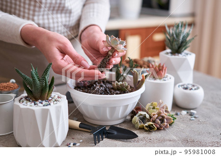 Woman holding Echeveria Succulent rooted cutting Plant with roots ready for planting 95981008