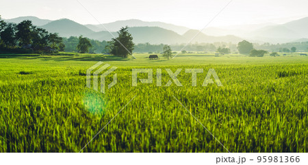 Green rice fields in the evening 95981366