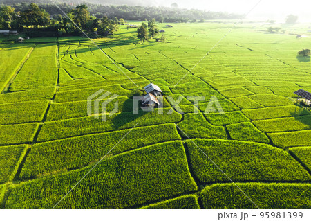 Green rice fields in the evening Green rice fields in the evening 95981399