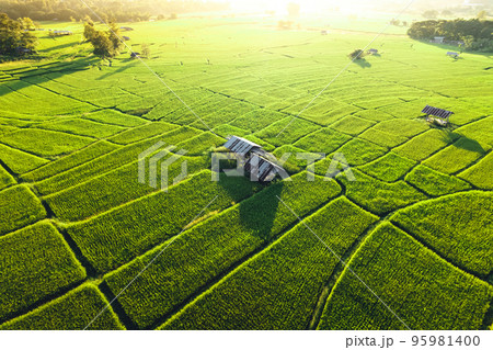 Green rice fields in the evening 95981400