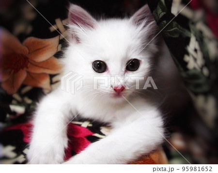 子猫 子猫 95981652