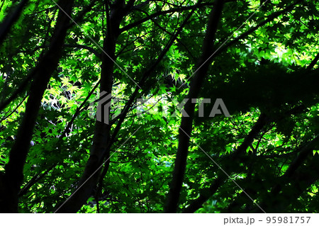 森の中の情景、青いカエデの枝葉と黒い木々の幹とのコントラストを強調