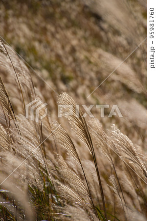 風に揺れるススキ 95981760