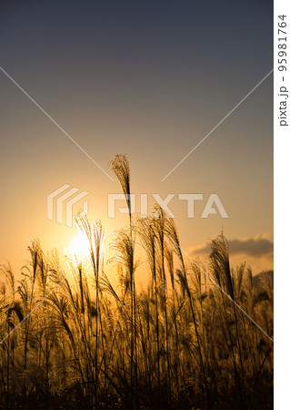 夕陽の中で揺れるススキ 95981764