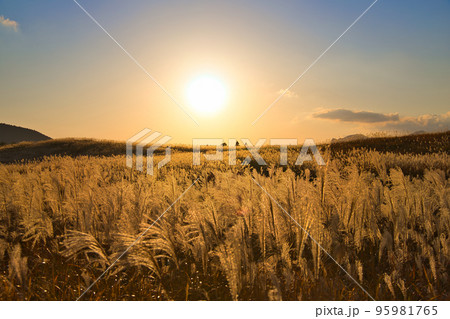 夕陽の中に一面広がるススキ 夕陽の中に一面広がるススキ 95981765