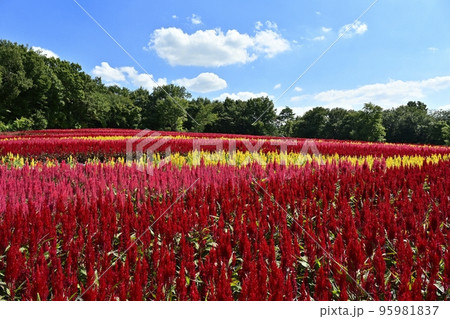 森林公園に咲く羽毛ケイトウの花畑に青空と白い雲 95981837