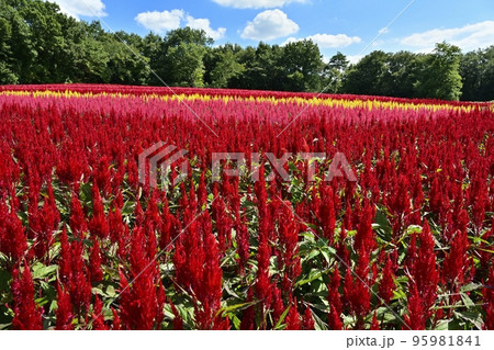 森林公園に咲く羽毛ケイトウの花畑に青空と白い雲 森林公園に咲く羽毛ケイトウの花畑に青空と白い雲 95981841