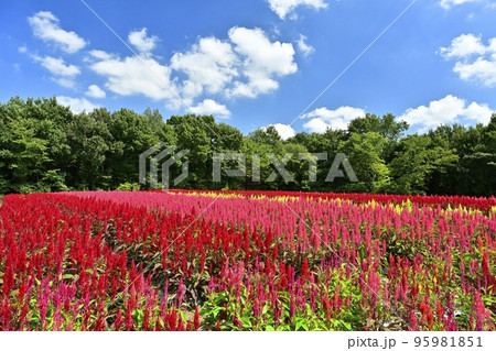 森林公園に咲く羽毛ケイトウの花畑に青空と白い雲 森林公園に咲く羽毛ケイトウの花畑に青空と白い雲 95981851
