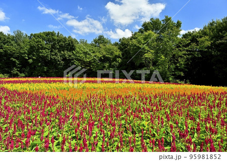 森林公園に咲く羽毛ケイトウの花畑に青空と白い雲 森林公園に咲く羽毛ケイトウの花畑に青空と白い雲 95981852