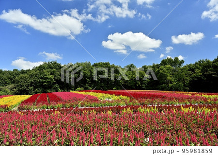 森林公園に咲く羽毛ケイトウの花畑に青空と白い雲 森林公園に咲く羽毛ケイトウの花畑に青空と白い雲 95981859