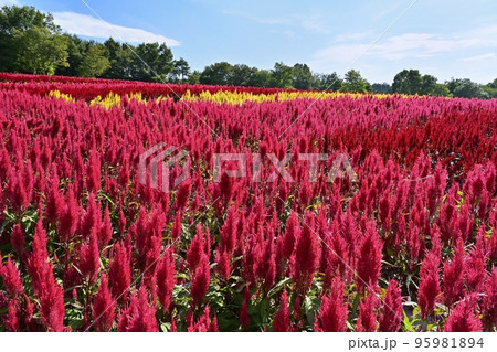 森林公園に咲く羽毛ケイトウの花畑に青空と白い雲 95981894