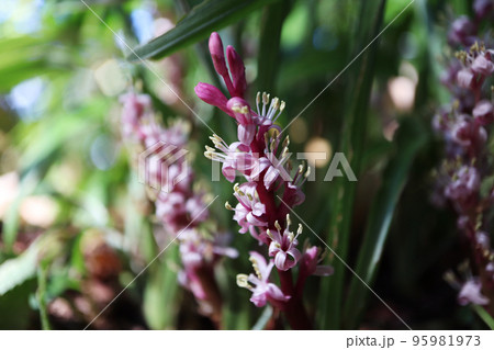 キチジョウソウ 95981973