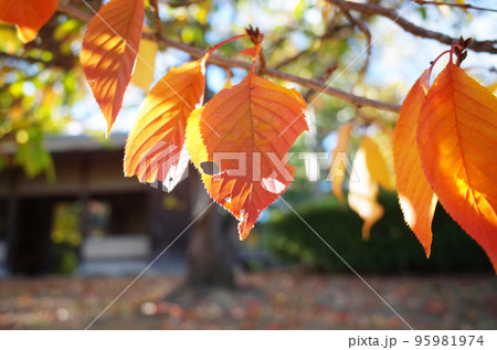 家屋の前の紅葉した葉 95981974