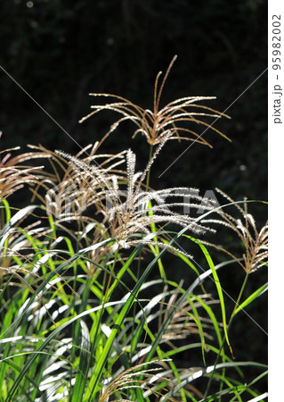 日に照らされたススキの穂 95982002