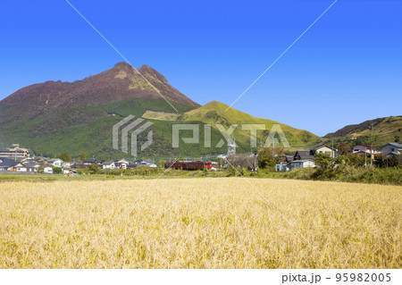 秋の収穫期の湯布院と赤い列車 95982005