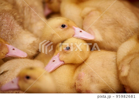 Beautiful little ducklings close-up in an incubator. Agriculture. Incubator. Chicks crowd in the corral. Industrial breeding of ducks. Birds on a poultry farm. Many ducks in one photo. Beautiful little ducklings close-up in an incubator. Agriculture. Incubator. Chicks crowd in the corral. Industrial breeding of ducks. Birds on a poultry farm. Many ducks in one photo. 95982681