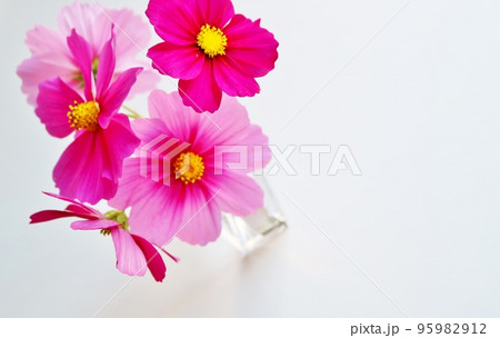 白バックにピンクのコスモスの花　癒し　背景 95982912