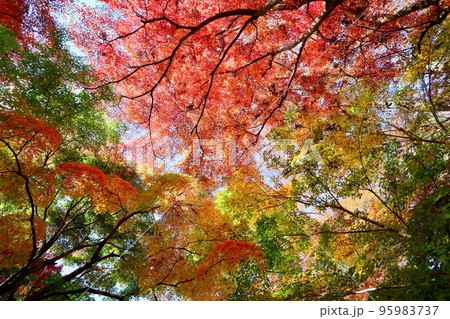 紅葉　茨城県大子町 95983737