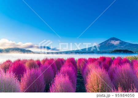 【富士山素材】紅葉したコキアと朝の河口湖から見る富士山【山梨県】 95984050