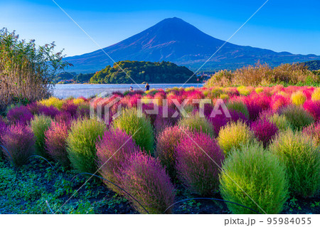 【富士山素材】紅葉したコキアと朝の河口湖から見る富士山【山梨県】 95984055