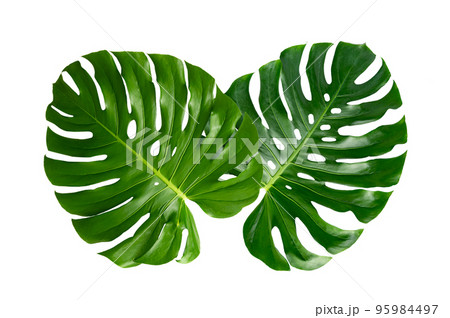 Monstera leaves leaves with Isolate on white background Leaves on white 95984497