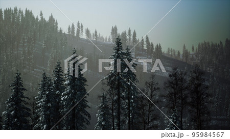 Misty fog in pine forest on mountain slopes 95984567