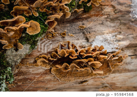 Group of fungus Stereum subtomentosum on tree trunk with snow 95984568