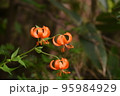 紅い花 95984929