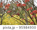 赤い実 95984930