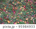 強風の次の日 95984933