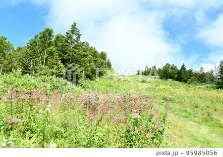 ヤナギランの花咲くゲレンデ ヤナギランの花咲くゲレンデ 95985056