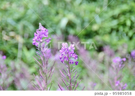 赤紫色の花 ヤナギラン 赤紫色の花 ヤナギラン 95985058
