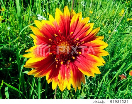 テンニンギク 95985525