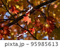 木漏れ日浴びて 95985613