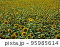 注目ヒマワリ 95985614