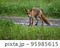 キタキツネコンタ 95985615
