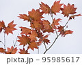 もみじ葉 95985617