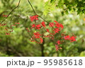 花付きもみじ 95985618