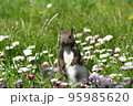 まだ冬耳 95985620