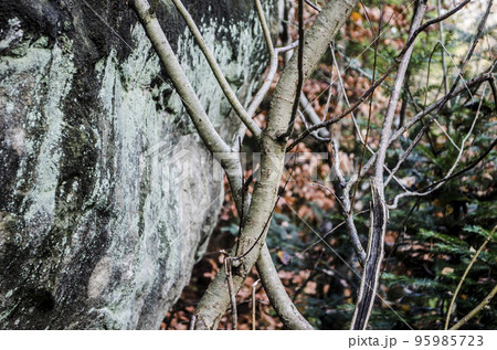 A beautiful pair of branches crossed against the 95985723