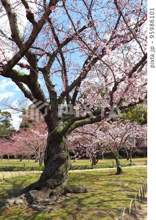 Blooming sakura trees in Koishikawa Korakuen garden, Okayama, Japan. Japanese hanami festival Blooming sakura trees in Koishikawa Korakuen garden, Okayama, Japan. Japanese hanami festival 95986101