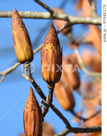 ユリノキの果実（秋の状態） 95986179