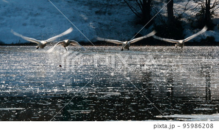 飛び立つ白鳥を正面からショット 飛び立つ白鳥を正面からショット 95986208