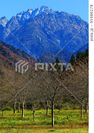 富山県上市町馬場島紅葉風景 富山県上市町馬場島紅葉風景 95986278