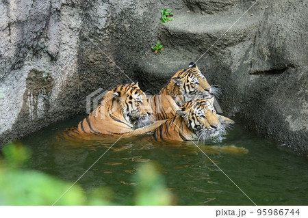 水辺で休むアムールトラの三兄妹 水辺で休むアムールトラの三兄妹 95986744
