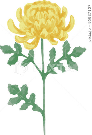 菊の花の水彩イラスト 菊の花の水彩イラスト 95987107