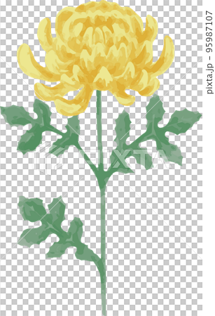 菊の花の水彩イラスト 菊の花の水彩イラスト 95987107