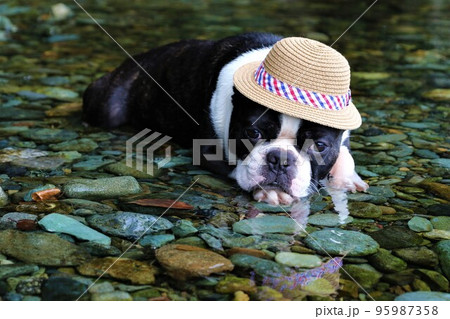 川遊びの人気スポットときがわ町の都幾川の浅瀬で可愛く見つめる麦わら帽子のボストンテリア♡マイティ君♡ 95987358
