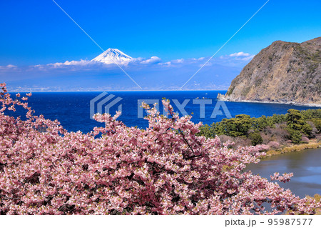 河津桜咲く井田峠から駿河湾越しに観る富士山 河津桜咲く井田峠から駿河湾越しに観る富士山 95987577